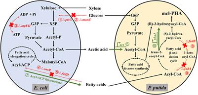 Optimization of a Two-Species Microbial Consortium for Improved Mcl-PHA Production From Glucose–Xylose Mixtures